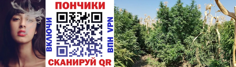 Конопля гибрид  купить  сайты  Моршанск 